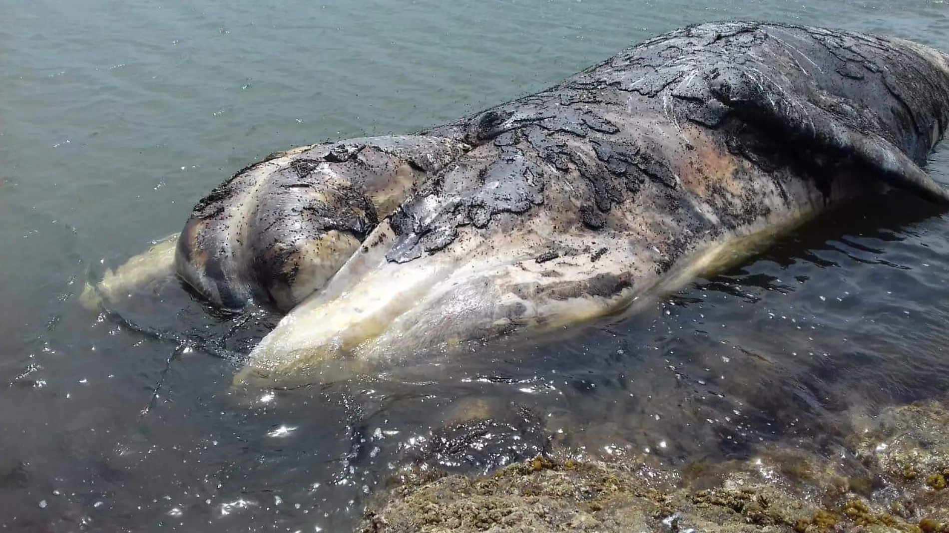 Cachalote ballena kino (1)